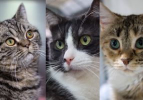 Generic image of cats to be adopted