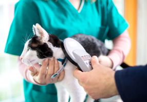 Cat being scanned for a microchip