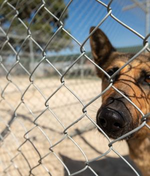 Generic image of a dog in a cage